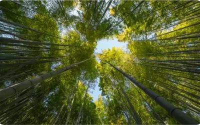 Modelación Ambiental